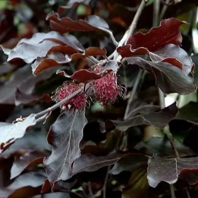 Бук лесной АТРОПУНИЦЕА в Волковыске