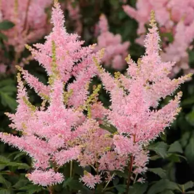 Астильба ЮНИК САЛМОН гибридная в Волковыске