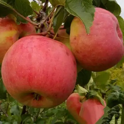 Яблоня БОЛОТОВСКОЕ в Волковыске