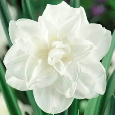 Нарцисс ВАЙТ МЕДАЛ махровый в Волковыске