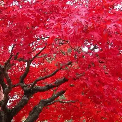 Клен гиннала  в Волковыске