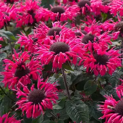 Монарда БИ МЭРИ гибридная в Волковыске