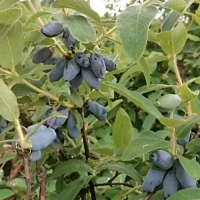 Жимолость съедобная НИМФА (ГАММА) в Волковыске