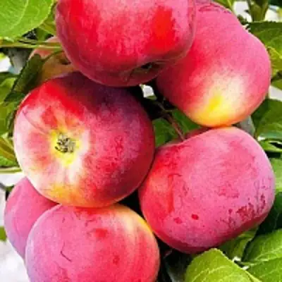 Яблоня СЕРЕБРЯНОЕ КОПЫТЦЕ в Волковыске