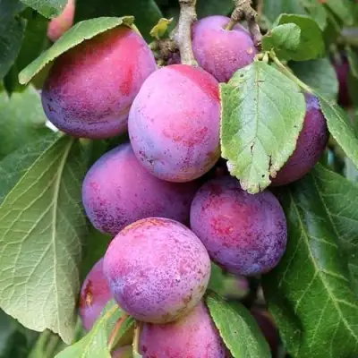 Слива БЛЮ СВИТ колонновидная в Волковыске