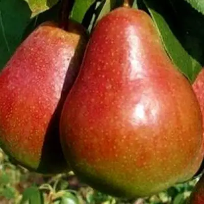 Груша ГЕРА в Волковыске