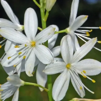 Венечник ветвистый в Волковыске