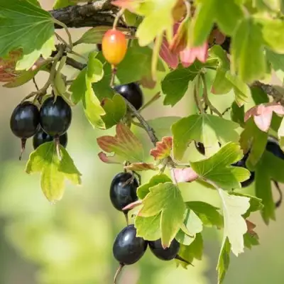 Смородина золотистая БЛЭЙКСТ в Волковыске