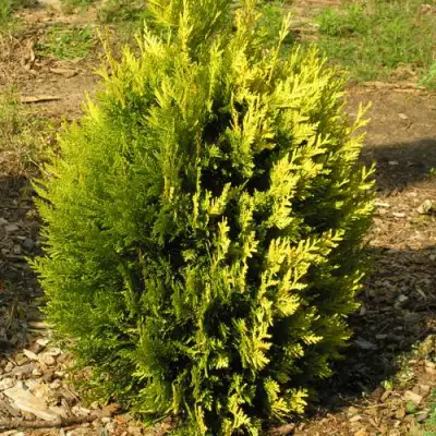 Туя КОППЕР ГОЛД западная в Волковыске