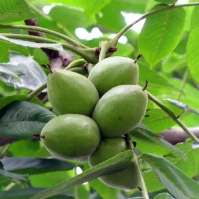 Орех маньчжурский МИЧУРИНЕЦ в Волковыске