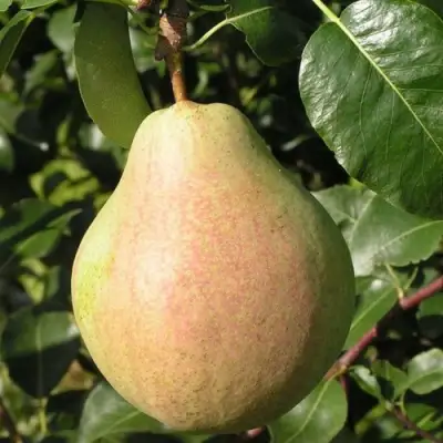 Груша ЛИРА в Волковыске