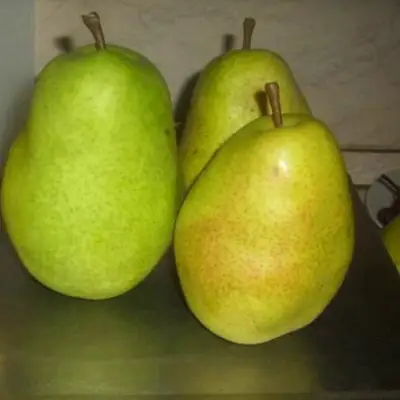 Груша БЕРЕ ЛЮКА в Волковыске