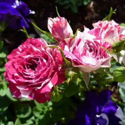 Роза ФЛЕШ ДАНС спрей в Волковыске