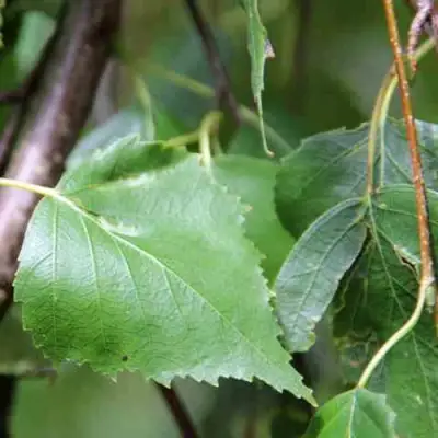 Береза ПОВИСЛАЯ в Волковыске