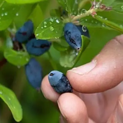 Жимолость съедобная АМФОРА в Волковыске