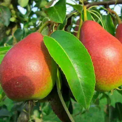 Груша ГЕРА в Волковыске