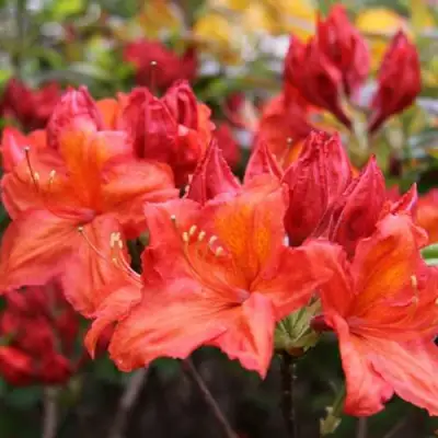 Азалия ЛИЛИНШТЕЙН японская в Волковыске