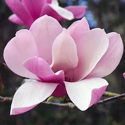 Магнолия РИККИ в Волковыске