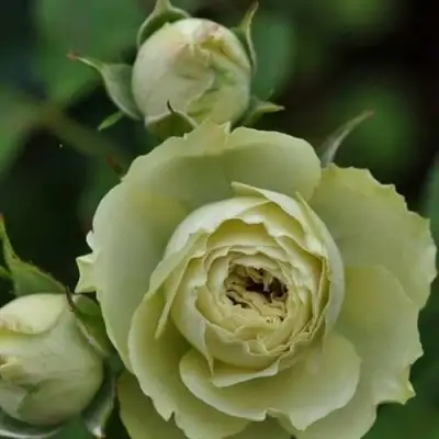 Роза ГРИН ДАЙМОНД миниатюрная в Волковыске