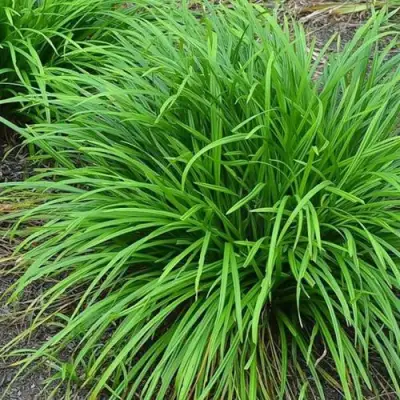 Осока АЙРИШ ГРИН в Волковыске