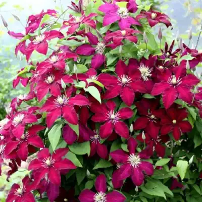 Клематис МАЗОВШЕ в Волковыске