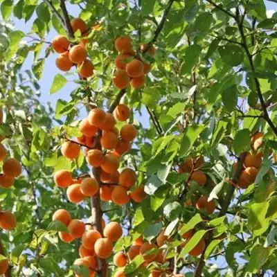 Абрикос ОРЛОВЧАНИН  в Волковыске