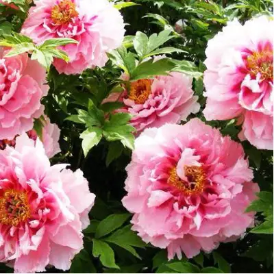 Пион СЕРЕБРИСТЫЙ РУЧЕЙ древовидный в Волковыске