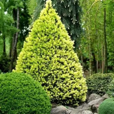 Ель РЕЙНБОУЗ ЭНД сизая в Волковыске