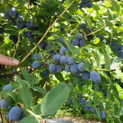 Жимолость съедобная КЛУБНИЧНАЯ СЕНСАЦИЯ в Волковыске