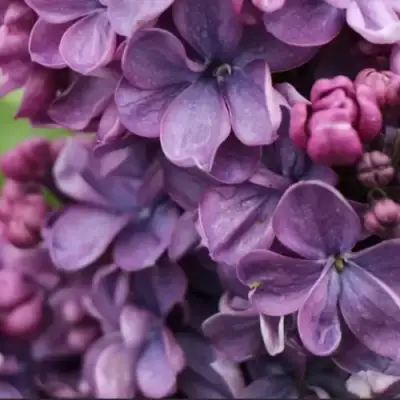 Сирень ВИОЛЕТТА в Волковыске