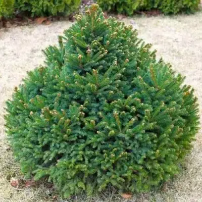 Ель БАРРИ обыкновенная в Волковыске
