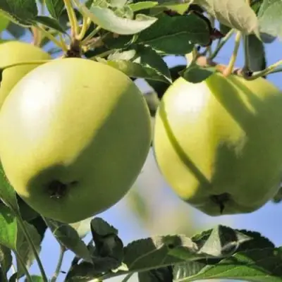 Яблоня САХАРНАЯ в Волковыске