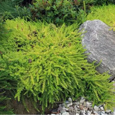 Водяника БЕРНШТЕЙН черная в Волковыске