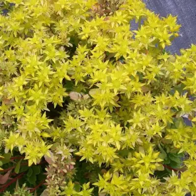 Очиток (седум) ИММЕРГРЮНХЕН в Волковыске