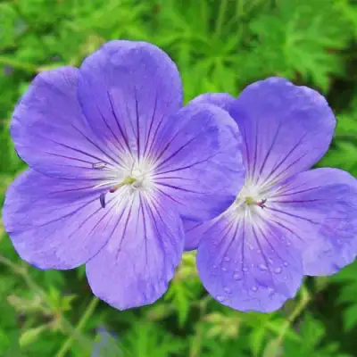 Герань БРУКСАЙД гибридная в Волковыске