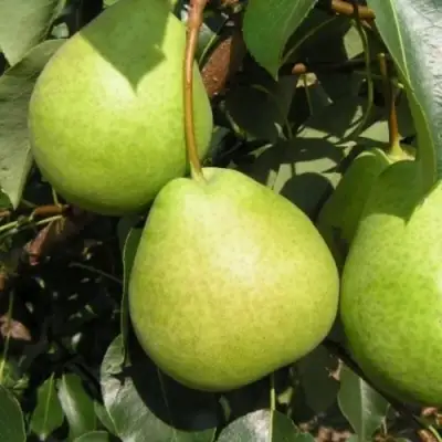 Груша ЛАГОДНАЯ в Волковыске