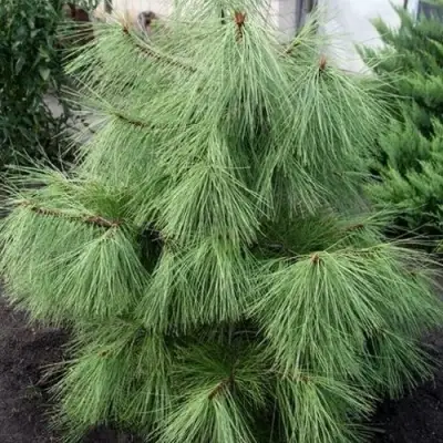 Сосна желтая  в Волковыске