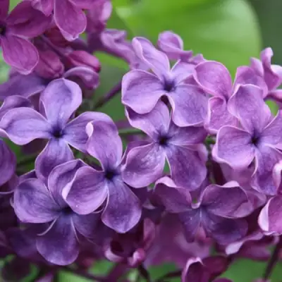 Сирень СУМЕРКИ в Волковыске