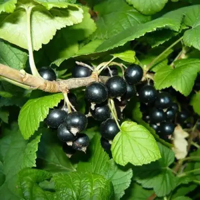 Смородина черная БАГИРА в Волковыске