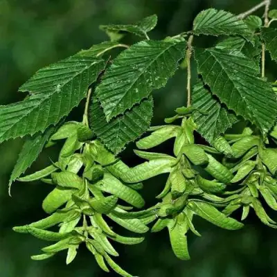 Граб  в Волковыске