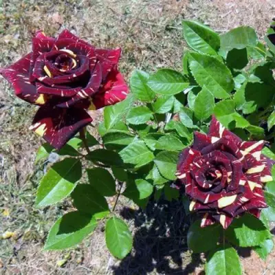 Роза АБРАКАДАБРА чайно-гибридная в Волковыске