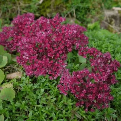 Очиток (седум) РУБИ ГЛОУ скальный в Волковыске