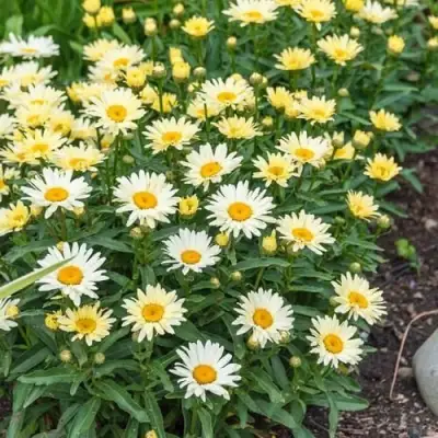 Нивяник БРОДВЕЙ ЛАЙТС великолепный в Волковыске