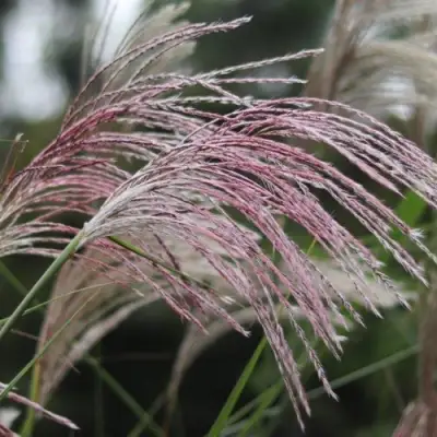 Мискантус МАЛЕПАРТУС китайский  в Волковыске