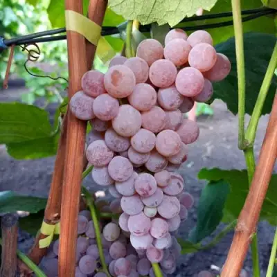 Виноград РИЛАЙНС ПИНК СИДЛИС в Волковыске