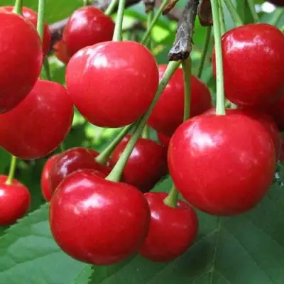 Дюк ПРЕВОСХОДНАЯ ВЕНЬЯМИНОВА в Волковыске