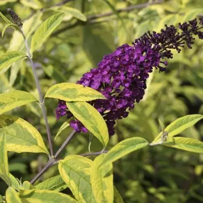 Буддлея давида САНТАНА  в Волковыске