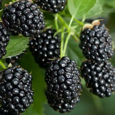 Ежевика ЧЕРНАЯ МАГИЯ ремонтантная  в Волковыске