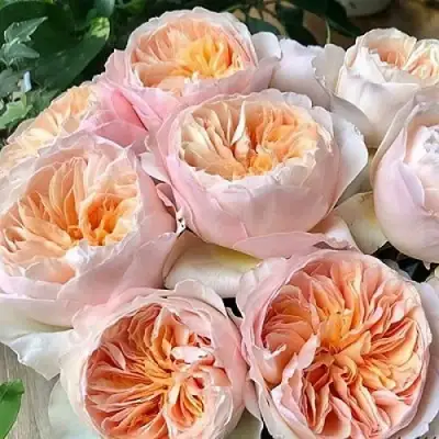 Роза ДЖУЛЬЕТТА английская в Волковыске