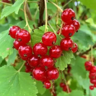 Смородина красная МААРСЕС ПРОМИНЕНТ в Волковыске